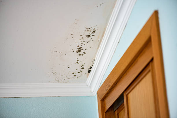 Best HVAC Mold Remediation in Sidy, NE