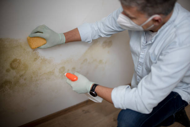 Best Kitchen Mold Remediation in Sidy, NE