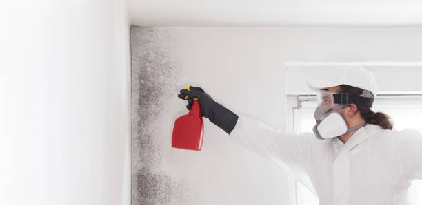 Trusted Sidney, NE Mold Remediation Experts