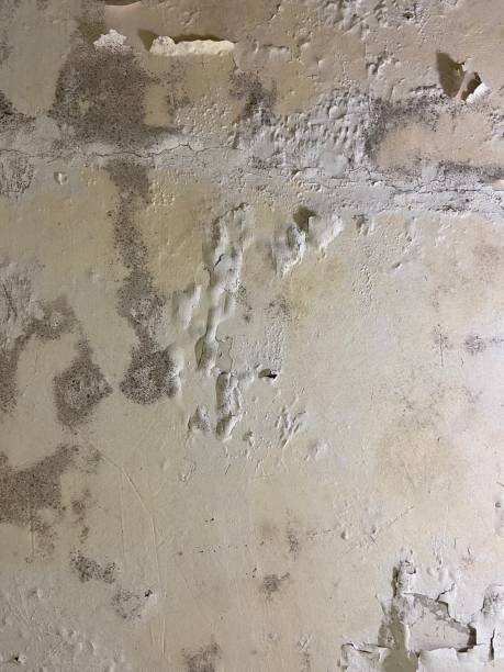 Best Emergency Mold Remediation in Sidy, NE