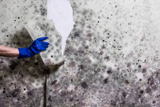 Best Basement Mold Remediation in Sidy, NE