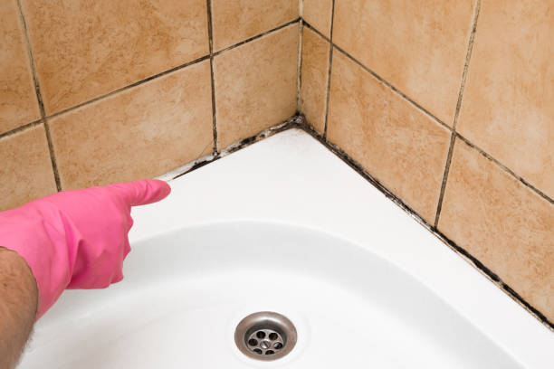 Best Mold Remediation for Specific Building Types in Sidy, NE