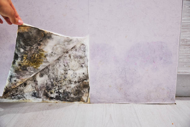 Best Insurance-Related Mold Remediation in Sidy, NE